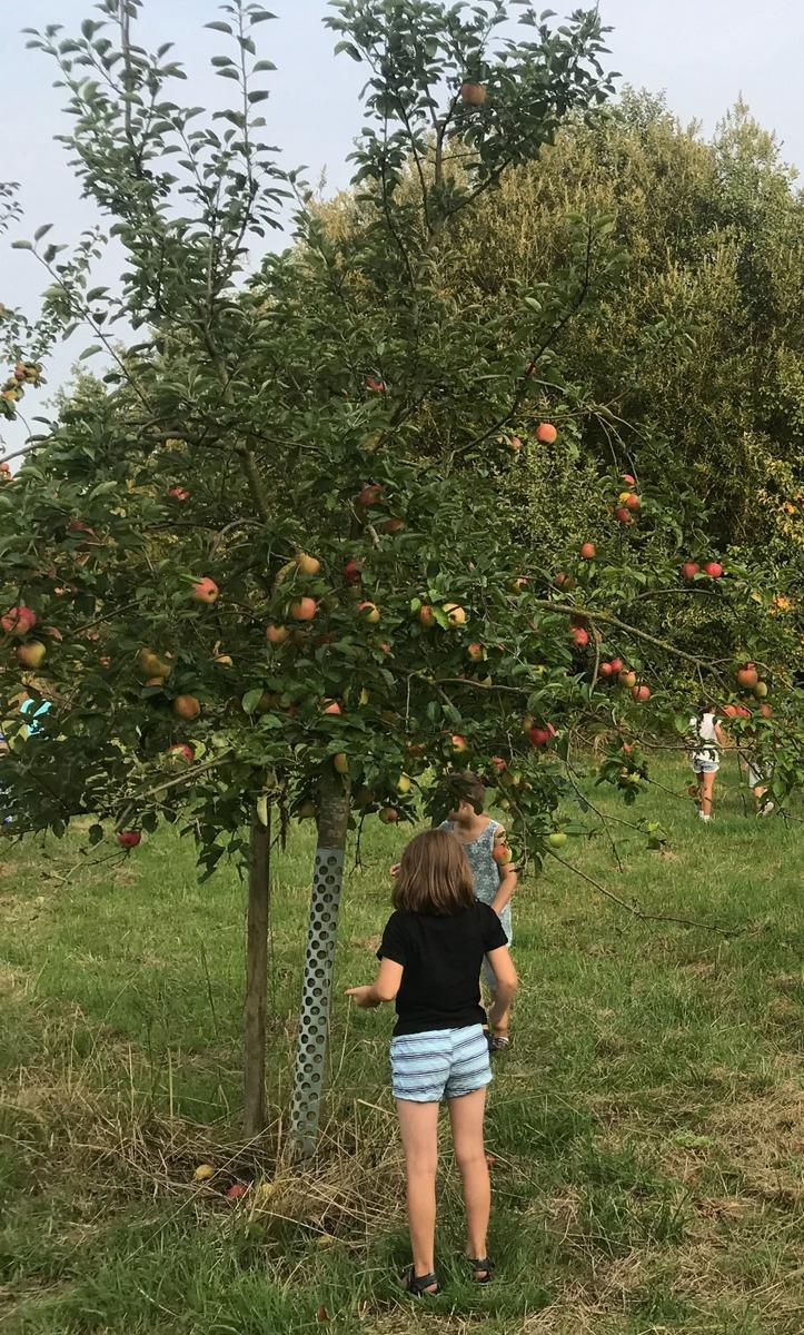 Obstwiese19 3