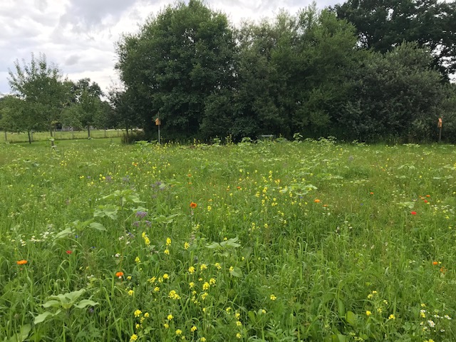 Blühsteifensommer 2