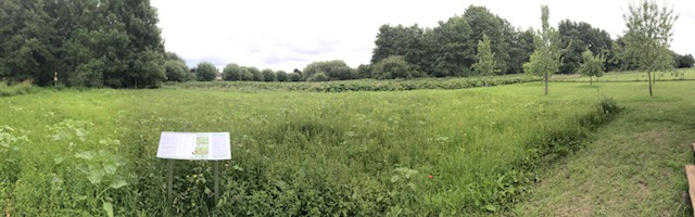 Blühsteifensommer 4