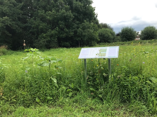 Blühstreifensommer 6