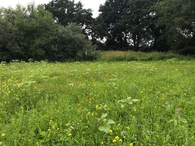 Blühstreifensommer 7