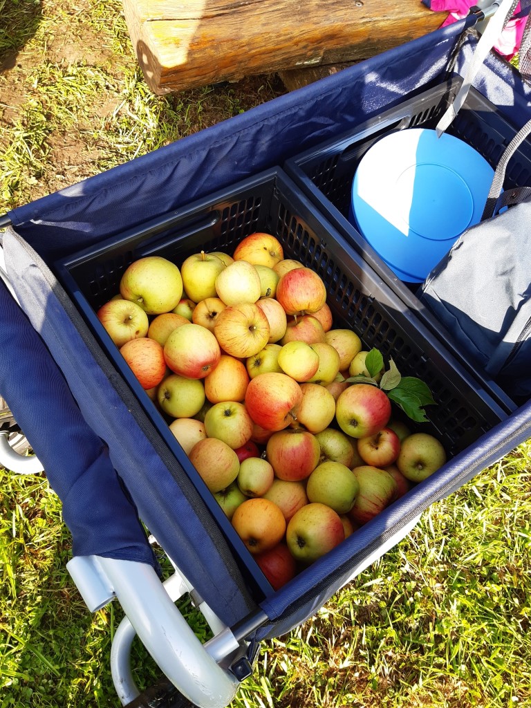 Obstwiese20200917 090221 7 Medium