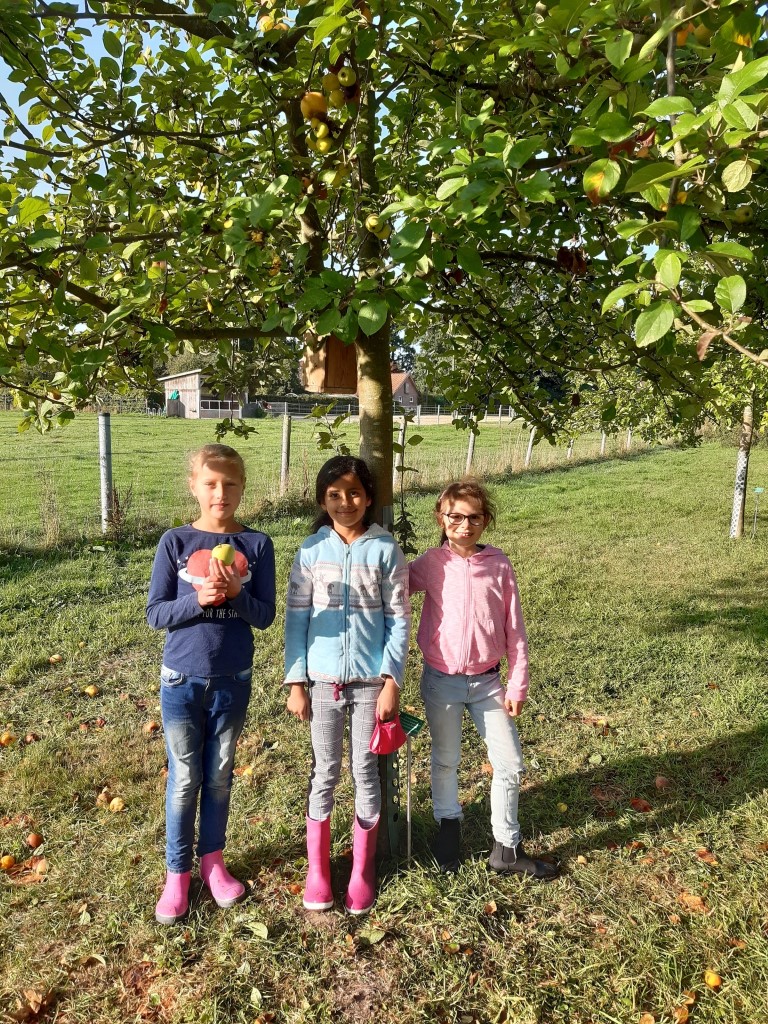 Obstwiese20200917 090221 8 Medium